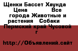 Щенки Бассет Хаунда  › Цена ­ 25 000 - Все города Животные и растения » Собаки   . Пермский край,Чусовой г.